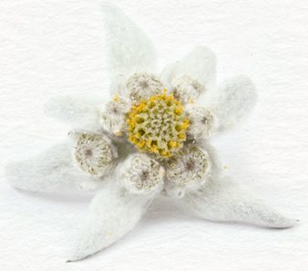 Edelweiss